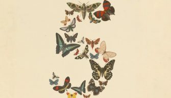 Claude Fable 5